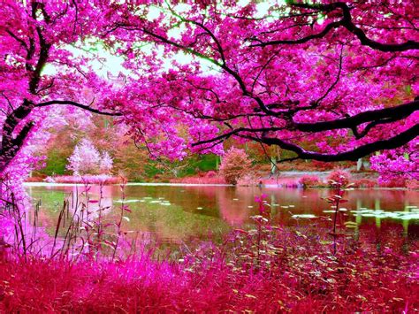 Pink Cherry Blossom Wallpaper ~ Cherry Water Blossoms River Spring Pink