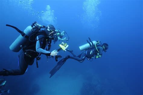 Scuba Diving Shark Diving Whale Watching In Sea Of Cortez La Paz