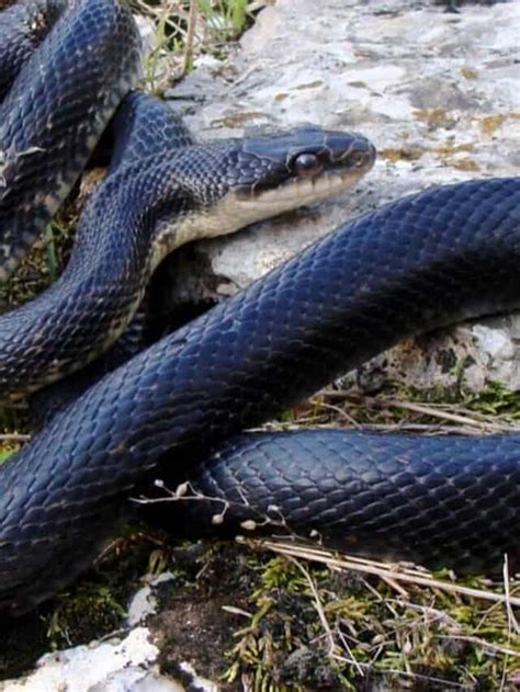 5 Snakes In The Chesapeake Bay Basin Wikipedia Point