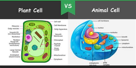 20 Biggest Difference Between Plant Cell And Animal Cell With