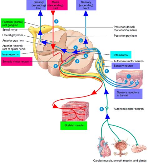 Types Of Sensory Neurons