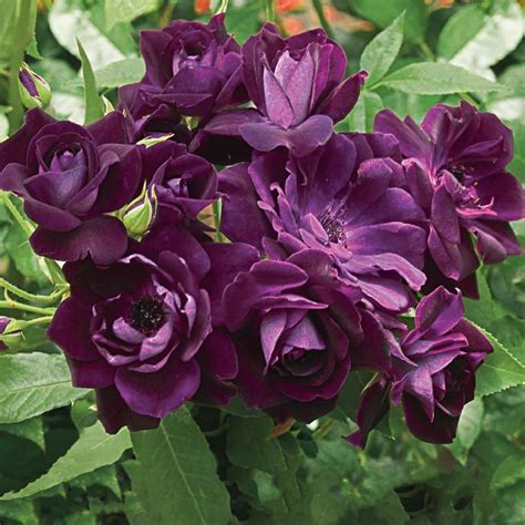 Olivia rose austin english shrub rose $30.00. What Colors Do Iceberg Roses Come In | Colorpaints.co