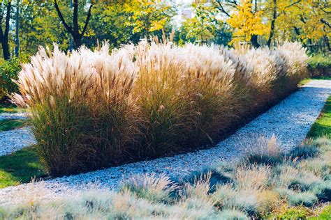 Your Guide To Ornamental Grasses Alsip Home And Nursery