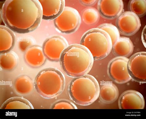 Human Cells Illustration Stock Photo Alamy