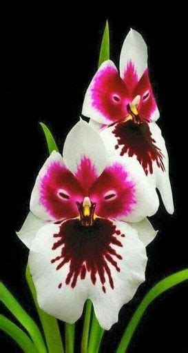 32 Most Exotic Orchid Varieties And Types