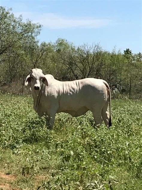 Our cattle must calve regularly and perform in the pasture on minimal inputs. Brahman Cattle for sale. - Home | Facebook