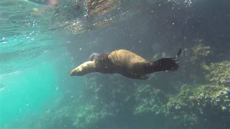 Snorkeling With A Sea Lion In The Galápagos Islands Youtube