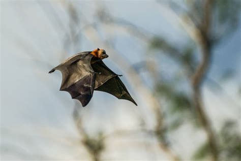Flying Fox Stock Photos Pictures And Royalty Free Images Istock