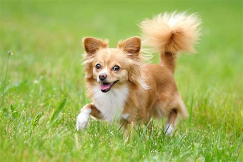 Long Haired Chihuahua Info Pictures Genetics Health And Faqs