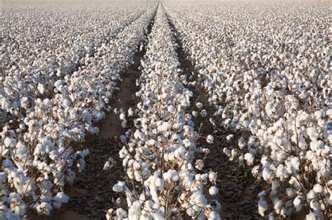 Kansas Growers Harvest Bountiful Cotton Fields