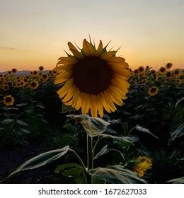 Sunflower Night Campestre Al Gov Br