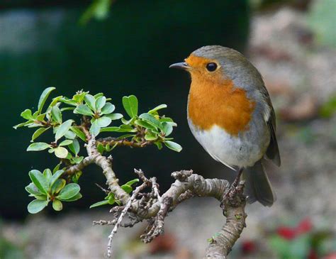 In a year of loss, the garden offered consolation: Robin in my garden © sylvia duckworth :: Geograph Britain ...