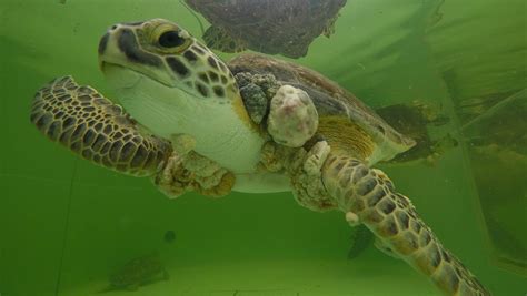 Sea Turtles Face Rising Threat
