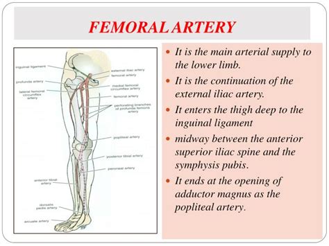 Femoral Artery And Vein Location
