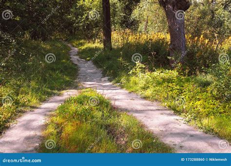 Two Hiking Paths In The Forest Converge Into A Single Stock Photo