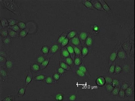 Histone H B GFP Expressing HeLa Cell Line SCC