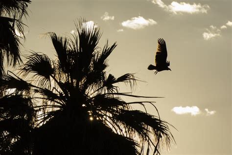 Free Images Landscape Nature Branch Silhouette Bird Wing Sky