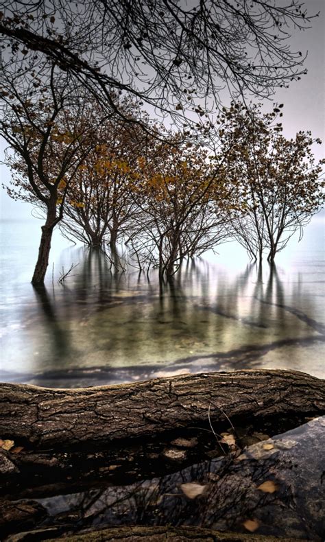 Lake Around Trees With Fog During Fall 4k Hd Nature Wallpapers Hd