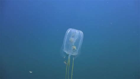 Small Fish Sheltering In The Bell Of A Box Jellyfish Cubozoa Filmed