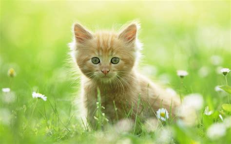 Cute Kitten Wallpaper | Cats | Know Your Meme