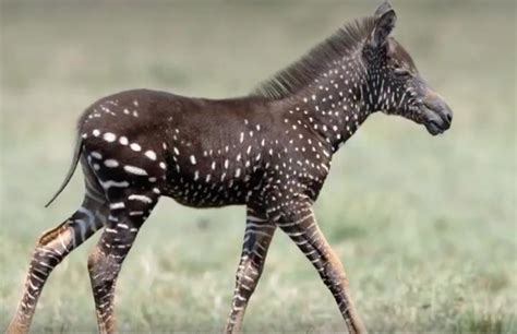 Rare Baby Zebra Born With Spots Instead Of Stripes | Icepop
