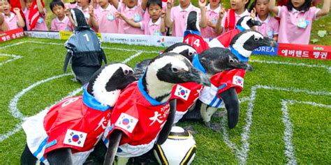 16 Animals Whove Got World Cup Fever Offbeat
