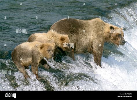 Kodiak Bear Ursus Arctos Middendorfi Ursus Arctos Middendorffi