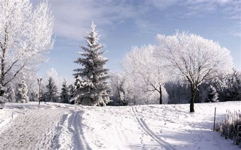 Wallpaper Winter Snow Fir Trees Clouds Cloudy Traces Protector