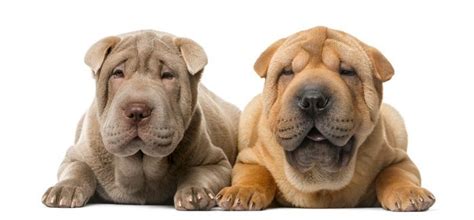 Cuidados Específicos De Los Perros Shar Pei Bekia Mascotas