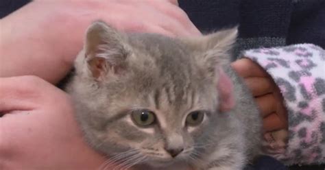 Kitten Survives Nearly 600 Mile Ride Under Car Hood Cbs New York