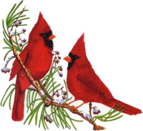 Download High Quality Cardinal Clipart Snow Transparent Png Images