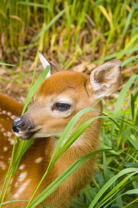 128 Cute Baby Deer Hiding Stock Photos Free And Royalty Free Stock