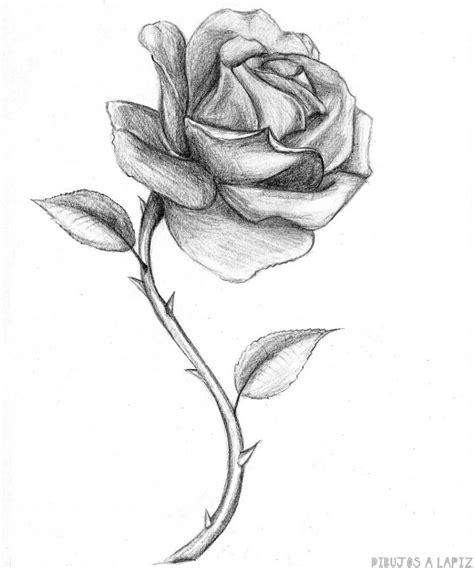 磊 Dibujos de rosas【+30】Fáciles y Gratis