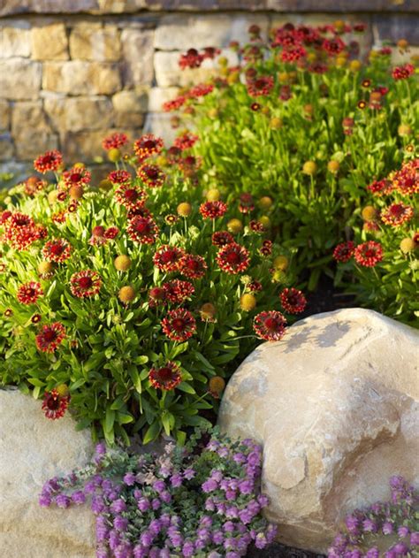 Decorative flower pots also help establish. Perennial Flowers Zone 7 | Houzz