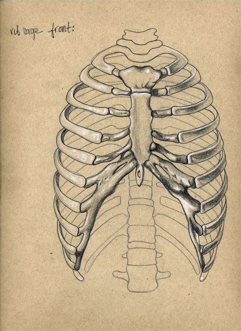 Rib Cage By Cawillanddesign On DeviantArt