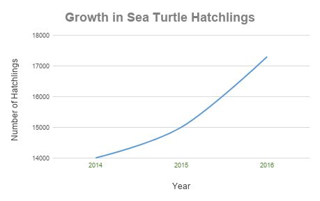 Like other marine turtles, hawksbills are threatened by the loss of nesting and feeding habitats, excessive there are difficulties in accurately assessing population size, but hawksbill turtles are mainly carnivorous and use their narrow beaks to extract invertebrate prey from crevices on the reef. Hawksbill Sea Turtle Population Graph 2019