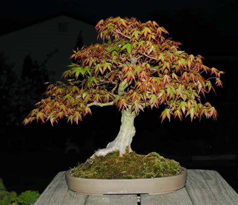 A variety of shapes and sizes are used to recreate a scene from nature with each bonsai. The Art of Bonsai Project - Feature Gallery: Nursery Stock ...