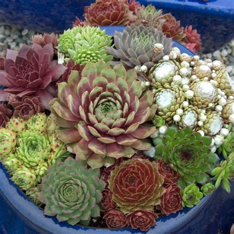 Sempervivum Hardy Mix Hens And Chicks Hens And Chicks Cacti And