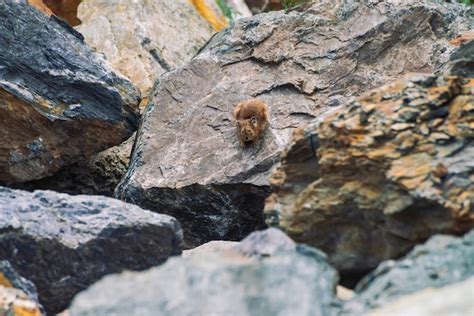Premium Photo Pika Rodent On Stones In Highlands