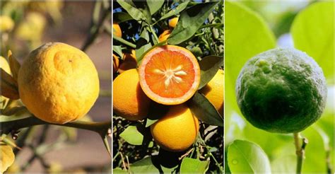 Types Of Orange Fruit You Didnt Know Legitng
