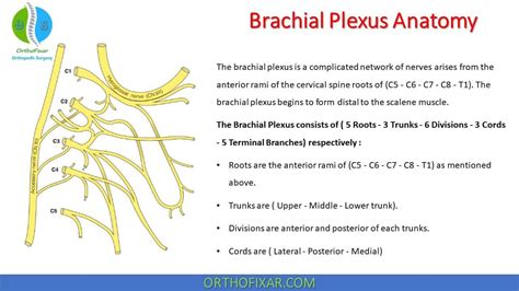 Brachial Plexus Anatomy • Easy Explained Orthofixar 2022 In 2022