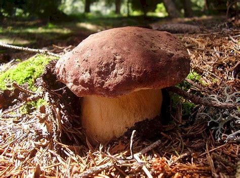 Porcini Mushrooms In Chianti Funghi Porcini Chiantigiani Visit Chianti