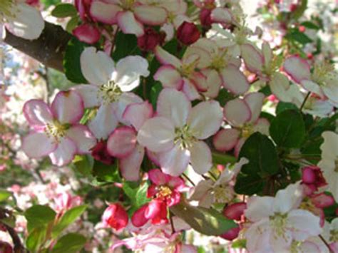 Guinevere Dwarf Crabapple Fits Small Gardens