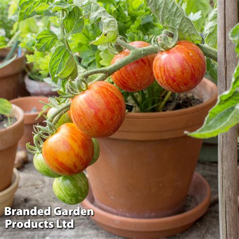 Buy Tomato Tigerella Organic Seeds Indeterminate Organic