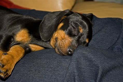 Sleeping Dachshund Puppy Stock Image Image Of Canine 38527895