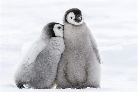 Save Baby Antarctic Penguins From Starvation
