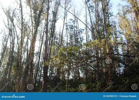 Greenish Group Of Trees In Ooty Pine Forest Stock Image Image Of Pine
