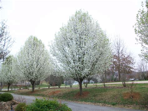 Bradford Pears Straight From The Heart