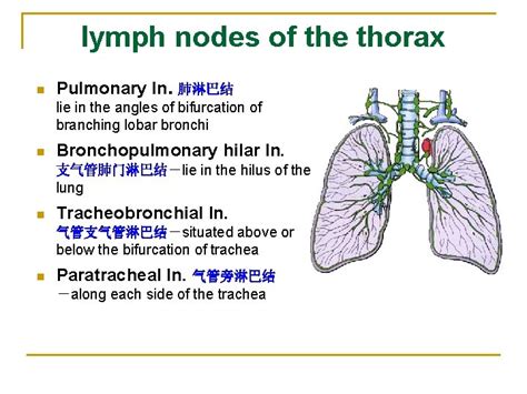 The Lymphatic System The Lymphatic System Heart Vein