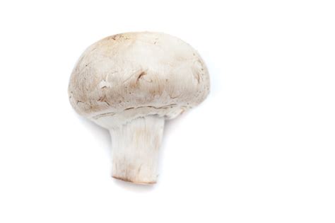 Image Of Fresh White Mushroom On White Background Freebiephotography